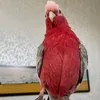 bylbbash