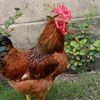 alim_le_fermier