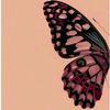 21_tinkerbell_