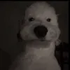 darnellwetfarts