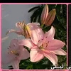 boni.bahasht.1