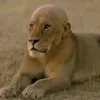 the.elucidator