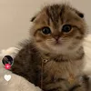 ty_ti2
