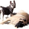 bcpmastiffs