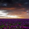 firatdicle208