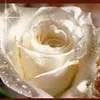 sanaria_iraq