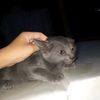 lulumaftuhgmail.com
