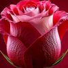 user8190454047157