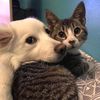 pet_catsdogs