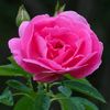 asmaeslam3