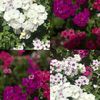 chauha_0101