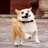 corgiprotocol8613