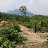 trai_que11cb