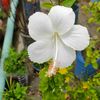 jamilchowdhury46