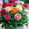user019862alamin