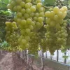 lucineiatavares05