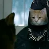 kokosik2442