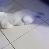 penggemardavidblaine