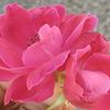 poiuytrewq88520