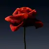 yamur_soran