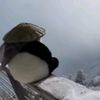 xhillpanda