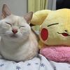 hachiwarepoptart
