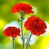 md.arshad9363