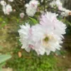 glendahuong0