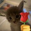 yanzzlikeshorthair