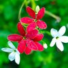 maya.islam84071