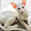 winnie___cat