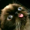 catsfartin