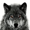 lonly.wolf84