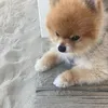 floki_au_