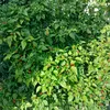 kimempham84