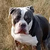 zeko6361