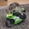 swagbunny3