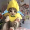 candyc_te