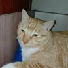 black_bebra25