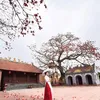 nhung_belab89