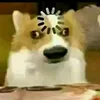 ngo.sinhngoo