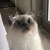 miu.miu.miu00