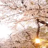 joushi_ni_lariat