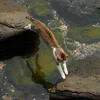 catsmusicpasta