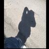 nicoo_580