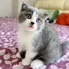meowanne72