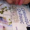maxwell_557