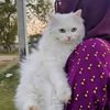 kotliqueen153