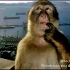 dangvietanhha