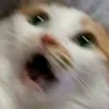 zlddt
